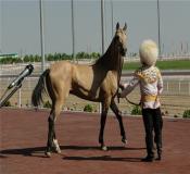 ترکمن صحرا و اسب‌های این منطقه