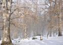 تور جنگل الیمستان |اجرای زمستانی|