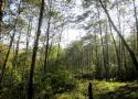 جنگل لاجیم