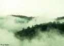 تور جنگل ابر و چشمه های باداب سورت |اردیبهشت|