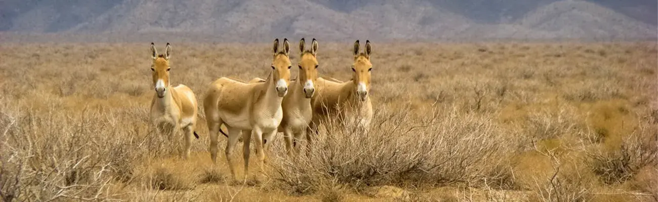 گورخر ایرانی یا گور ایرانی راه راه نیست!