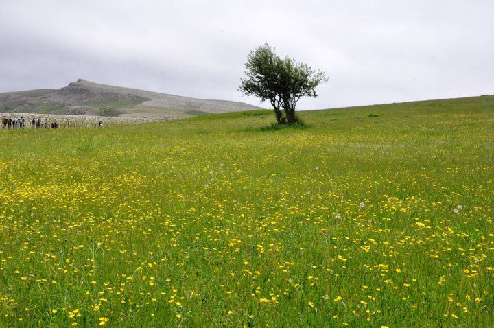 تور سوباتان