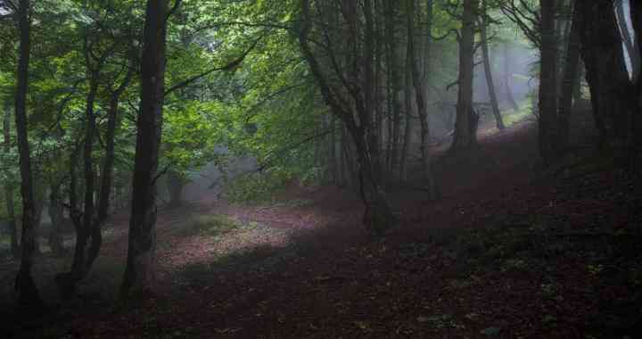 یک سفر یک کتاب |جنگل الیمستان-عین اله غریب| یک سفر یک کتاب |جنگل الیمستان-عین اله غریب|