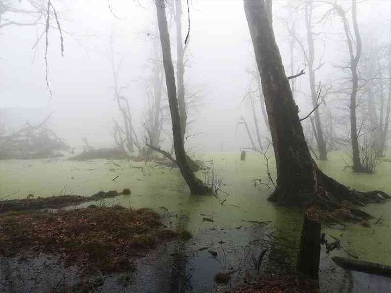 تور یک روزه | مرداب دیوک | تور یک روزه | مرداب دیوک |