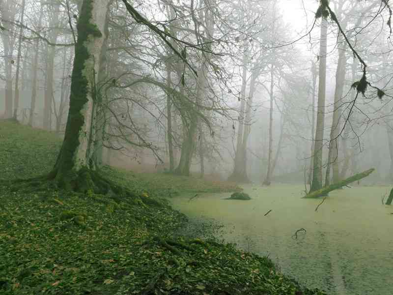 تور یک روزه | مرداب دیوک | تور یک روزه | مرداب دیوک |