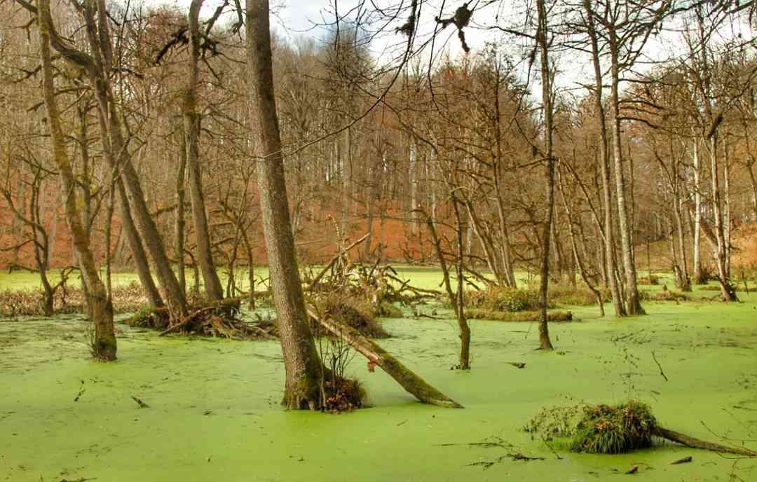 تور یک روزه | مرداب دیوک | تور یک روزه | مرداب دیوک |