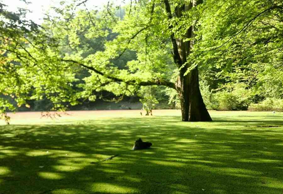 تور یک روزه | مرداب هسل | تور یک روزه | مرداب هسل |