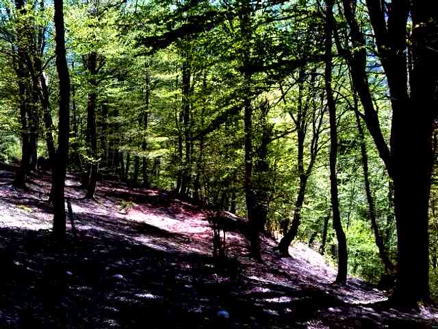 تور یک روزه جنگل هلی دار |هفته چهارم خرداد| تور یک روزه جنگل هلی دار |هفته چهارم خرداد|