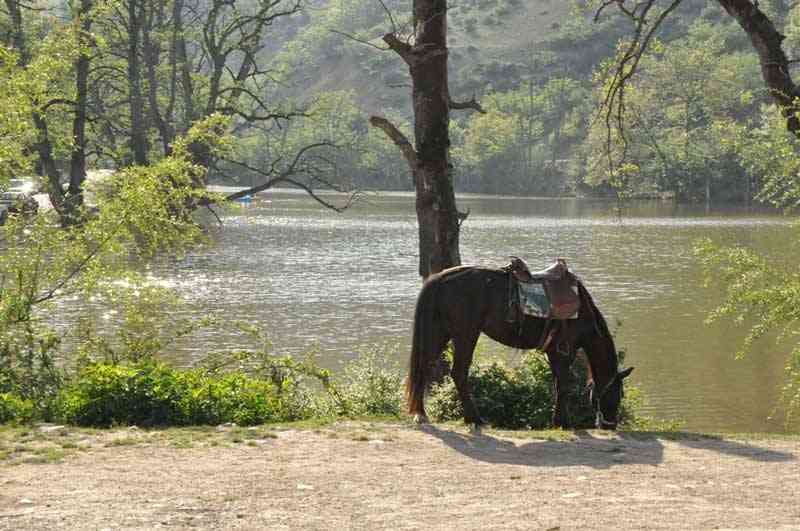 دریاچه شورمست |بیشه زار خیس| دریاچه شورمست |بیشه زار خیس|