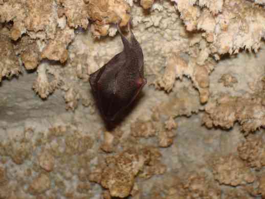 یک سفر یک کتاب|غار بورنیک| یک سفر یک کتاب|غار بورنیک|