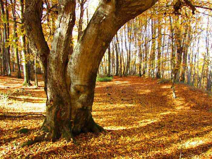 جنگل الیمستان تور یک روزه جنگل الیمستان تور یک روزه