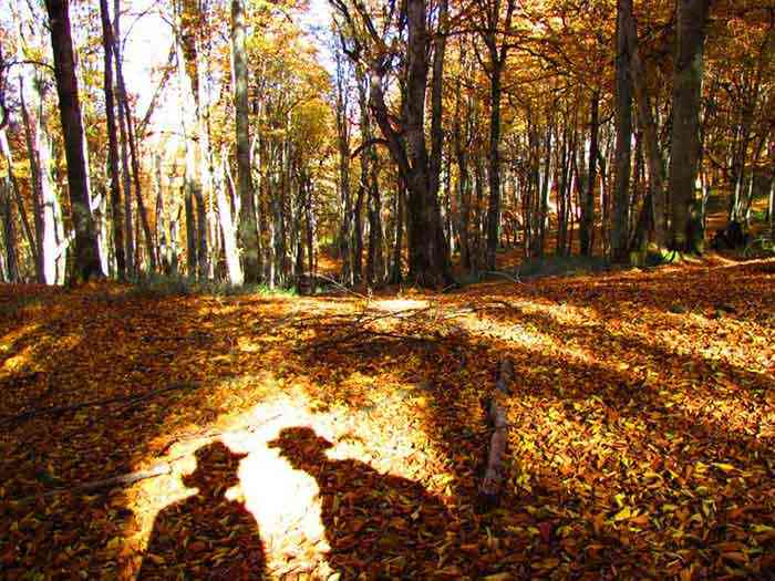 جنگل الیمستان تور یک روزه |جشنواره| جنگل الیمستان تور یک روزه |جشنواره|