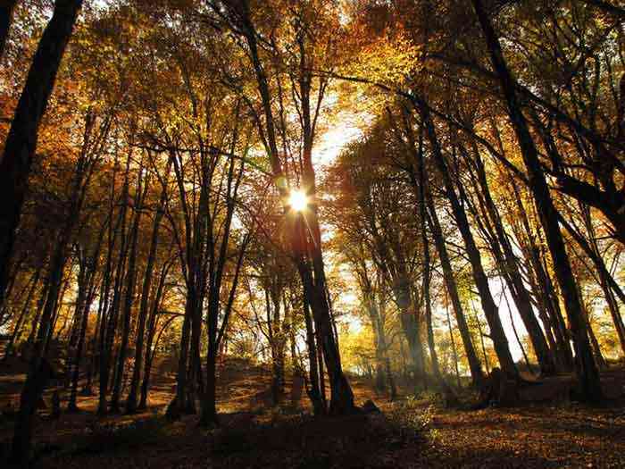 جنگل الیمستان تور یک روزه جنگل الیمستان تور یک روزه