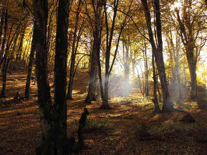 جنگل الیمستان تور یک روزه |جشنواره| جنگل الیمستان تور یک روزه |جشنواره|