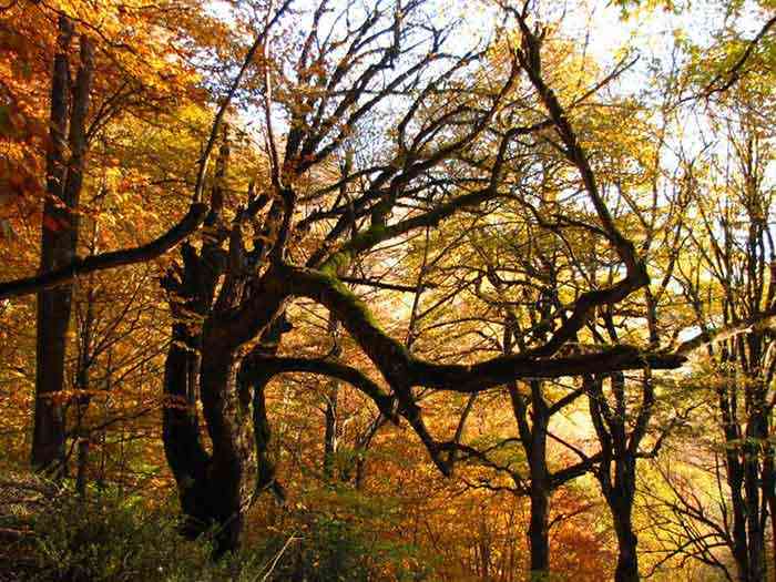 جنگل الیمستان تور یک روزه |جشنواره| جنگل الیمستان تور یک روزه |جشنواره|