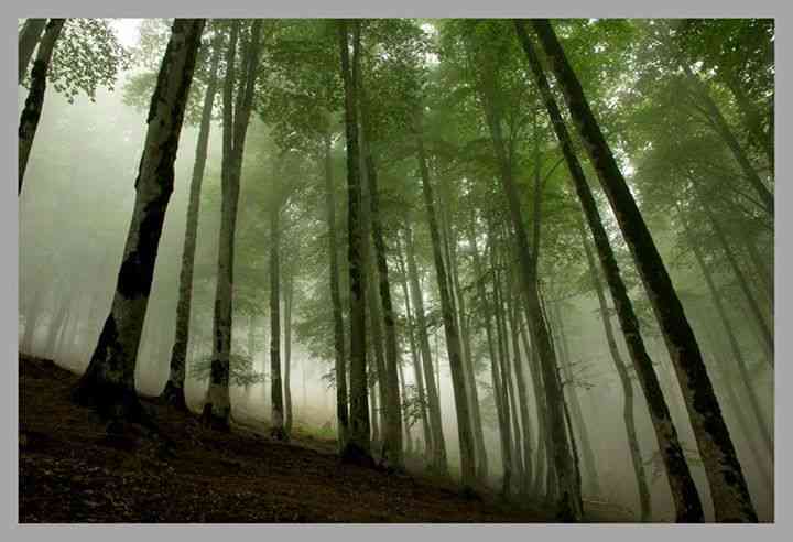 تور ماسال تور ماسال