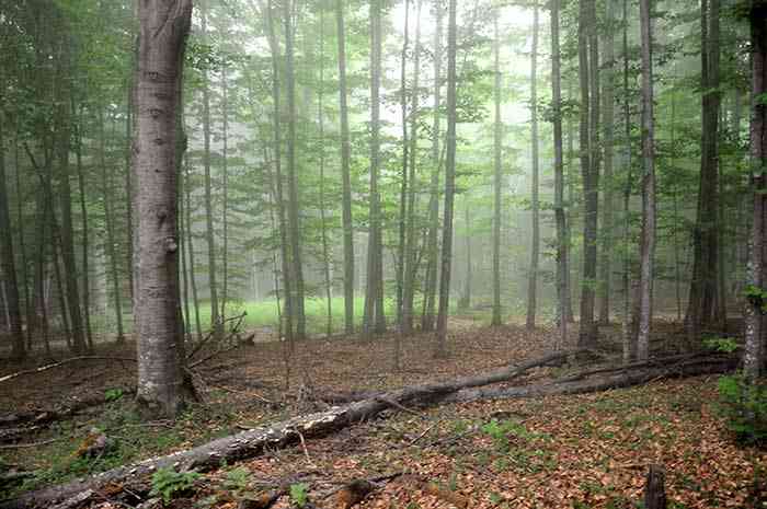 تور یک روزه جنگل راش |هفته اول شهریور| تور یک روزه جنگل راش |هفته اول شهریور|