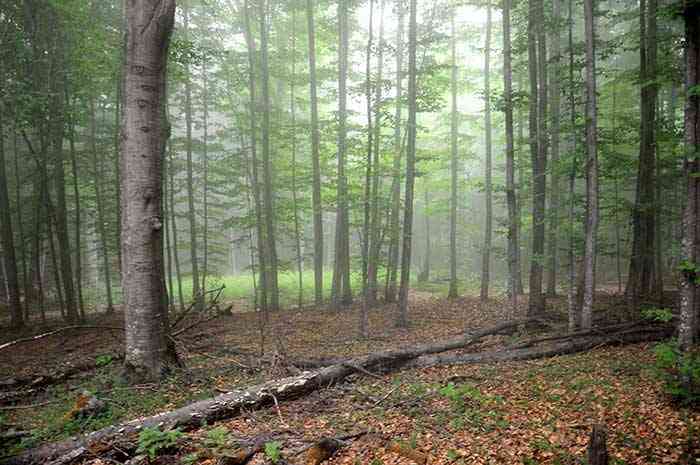 تور یک روزه جنگل راش |هفته دوم آبان| تور یک روزه جنگل راش |هفته دوم آبان|