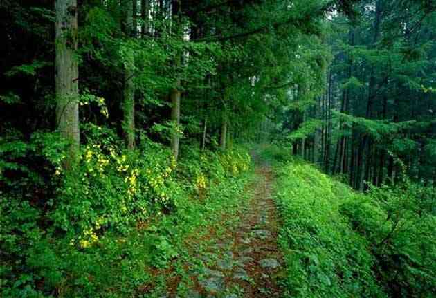 تور یک روزه جنگل های هلیدار |هفته چهارم آبان| تور یک روزه جنگل های هلیدار |هفته چهارم آبان|