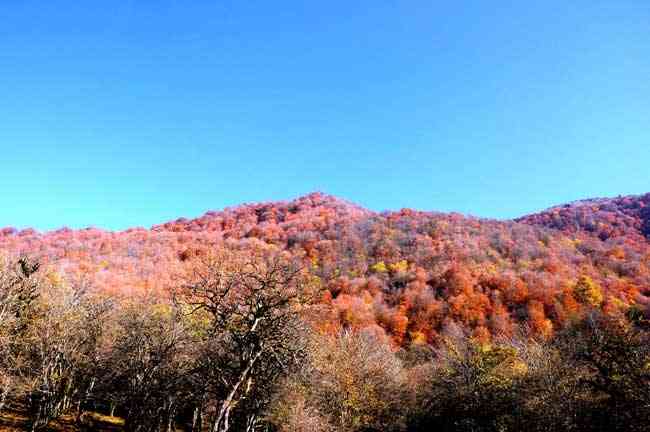 تور یکروزه جنگل الیمستان |هفته اول آذر| تور یکروزه جنگل الیمستان |هفته اول آذر|
