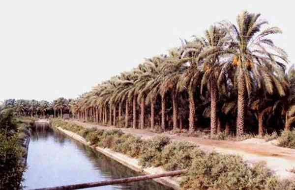 تور بوشهر |جستجوی آیینهای عاشورایی| تور بوشهر |جستجوی آیینهای عاشورایی|