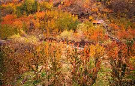 آهار به شکراب تور یک روزه آهار به شکراب تور یک روزه