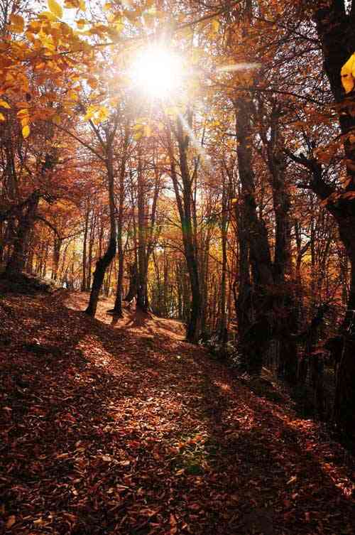 تور یکروزه جنگل الیمستان |هفته اول آذر| تور یکروزه جنگل الیمستان |هفته اول آذر|