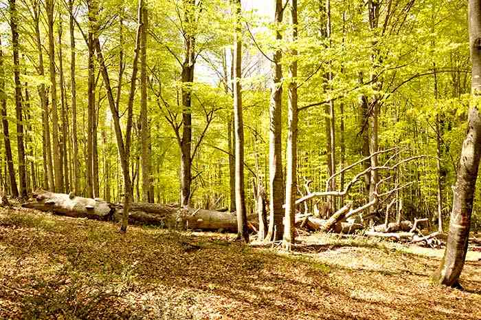 تور یک روزه جنگل راش |هفته سوم آذر| تور یک روزه جنگل راش |هفته سوم آذر|