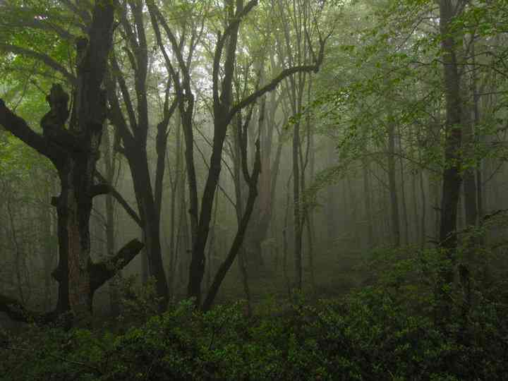 تور یکروزه جنگل الیمستان |هفته چهارم مرداد| تور یکروزه جنگل الیمستان |هفته چهارم مرداد|