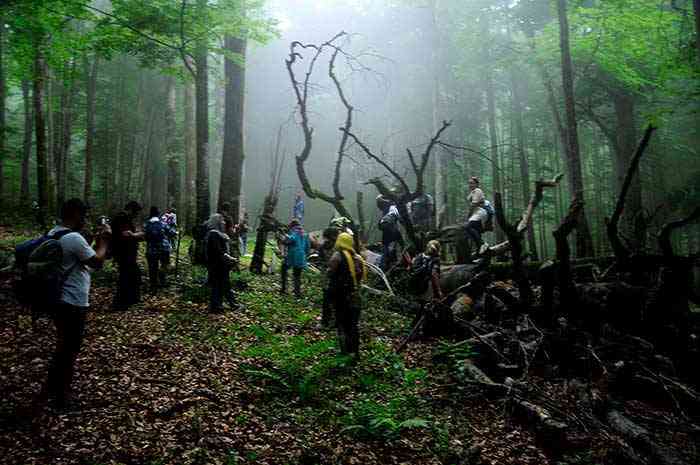 تور جنگل راش |هفته چهارم مهر| تور جنگل راش |هفته چهارم مهر|