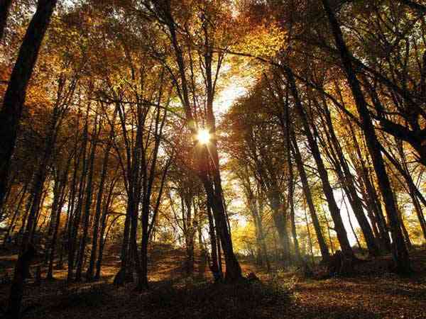 تور یکروزه جنگل الیمستان |هفته سوم آبان| تور یکروزه جنگل الیمستان |هفته سوم آبان|