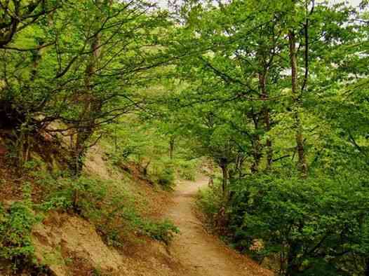 تور یک روزه جنگل های هلیدار |هفته چهارم آبان| تور یک روزه جنگل های هلیدار |هفته چهارم آبان|