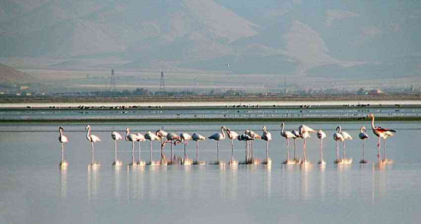 تالاب میقان و اراک |هفته چهارم آذر| تالاب میقان و اراک |هفته چهارم آذر|