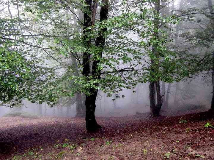 تور یک روزه جنگل الیمستان |فروردین| تور یک روزه جنگل الیمستان |فروردین|