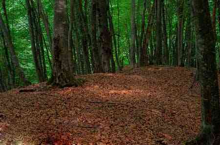 تور یک روزه جنگل های هلیدار |هفته دوم شهریور| تور یک روزه جنگل های هلیدار |هفته دوم شهریور|