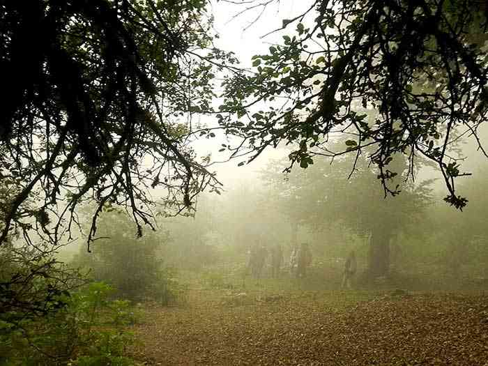 تور یک روزه جنگل ارفع ده و چشمه پراو |هفته سوم آبان| تور یک روزه جنگل ارفع ده و چشمه پراو |هفته سوم آبان|