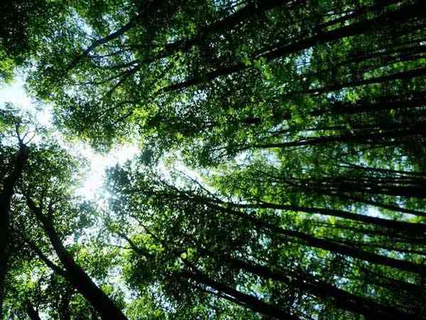 تور جنگل راش |هفته چهارم مهر| تور جنگل راش |هفته چهارم مهر|