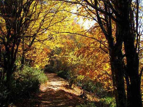 تور یکروزه جنگل الیمستان |هفته اول آذر| تور یکروزه جنگل الیمستان |هفته اول آذر|