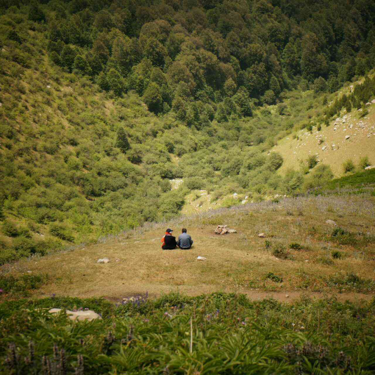 تور یک روزه جنگل راش |هفته اول شهریور| تور یک روزه جنگل راش |هفته اول شهریور|
