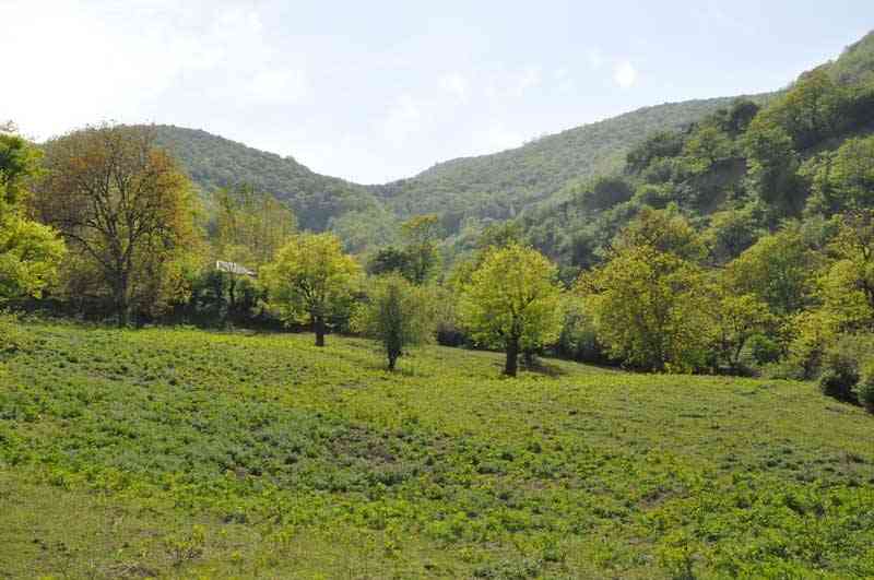 دریاچه شورمست |بیشه زار خیس| دریاچه شورمست |بیشه زار خیس|