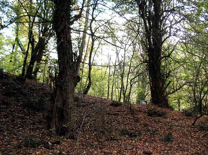 جنگل لاجیم و آبشار ولیلا تور یک روزه جنگل لاجیم و آبشار ولیلا تور یک روزه