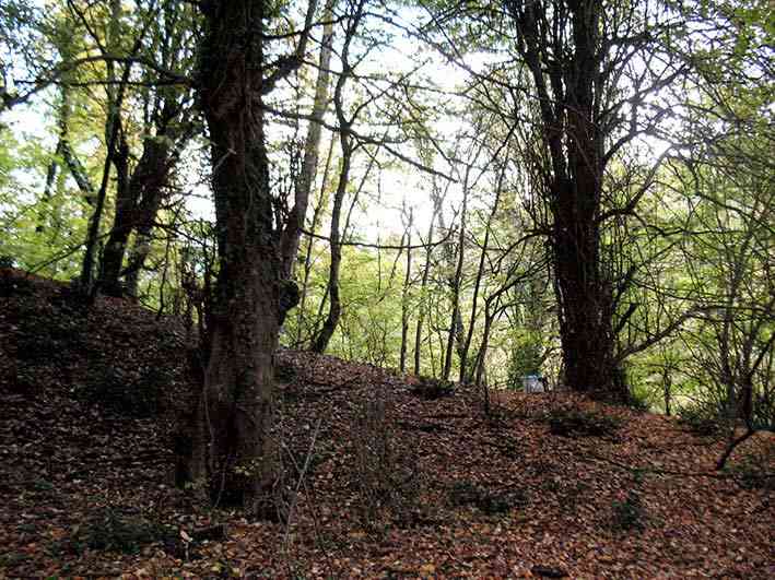 جنگل لاجیم و آبشار ولیلا تور یک روزه جنگل لاجیم و آبشار ولیلا تور یک روزه