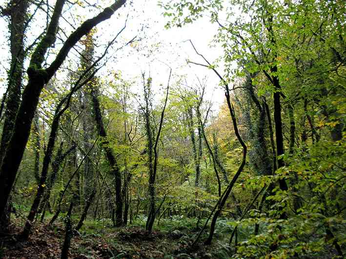 جنگل لاجیم و آبشار ولیلا تور یک روزه جنگل لاجیم و آبشار ولیلا تور یک روزه