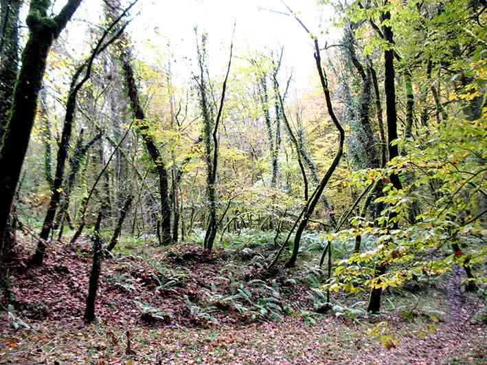 جنگل لاجیم و آبشار ولیلا تور یک روزه جنگل لاجیم و آبشار ولیلا تور یک روزه