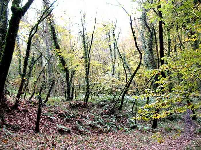 جنگل لاجیم و آبشار ولیلا تور یک روزه|جشنواره| جنگل لاجیم و آبشار ولیلا تور یک روزه|جشنواره|