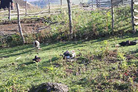 تور اسالم به خلخال تور اسالم به خلخال