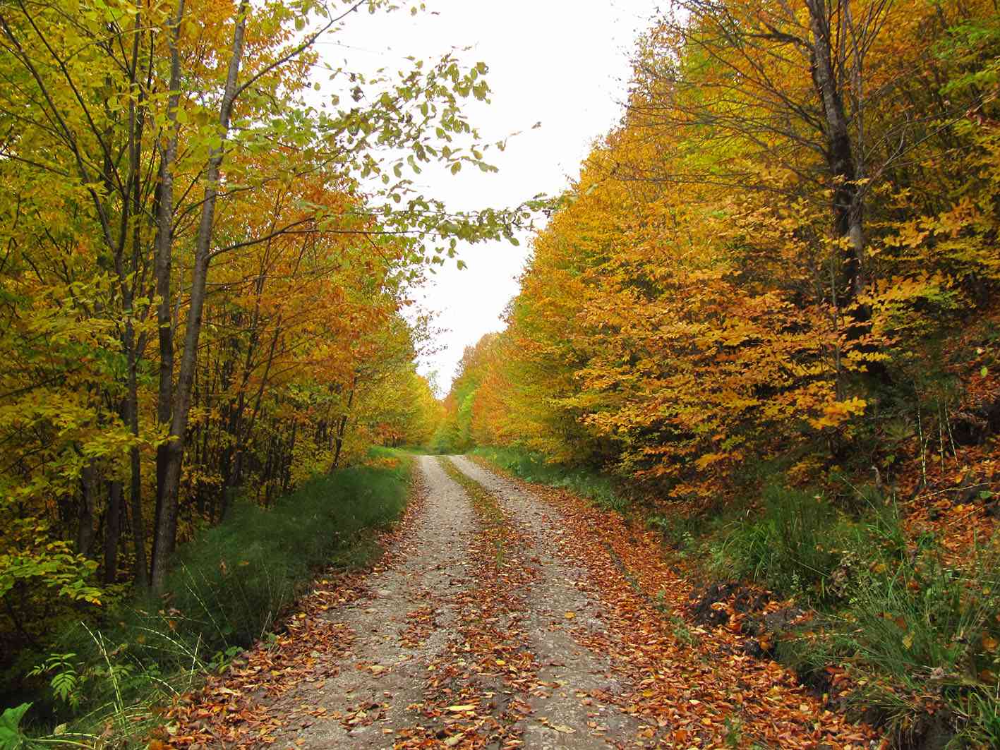جنگل راش تور یک روزه جنگل راش تور یک روزه