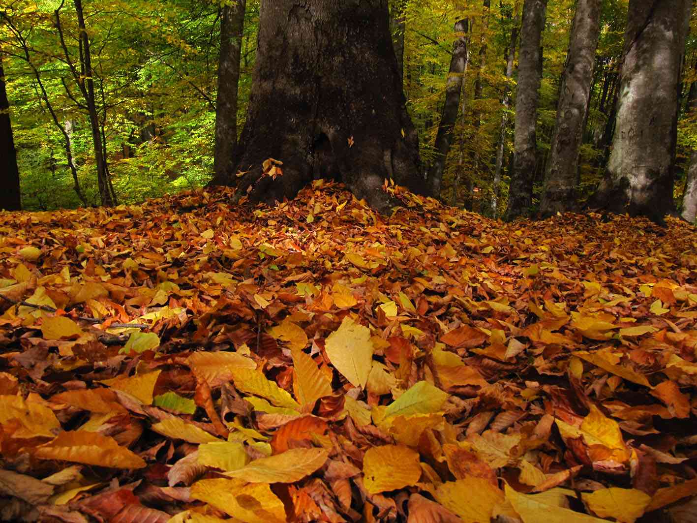 جنگل راش، جشنواره برگ ریزان، تور یک روزه جنگل راش، جشنواره برگ ریزان، تور یک روزه