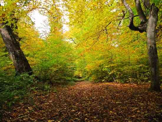 تور یکروزه جنگل راش |تور تعطیلات آبان| تور یکروزه جنگل راش |تور تعطیلات آبان|