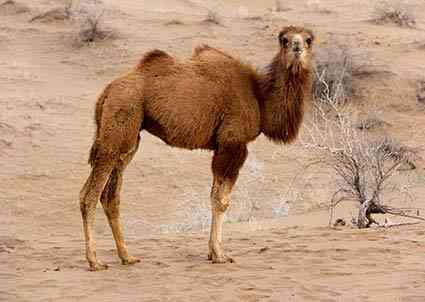 کویر ابوزید آباد |تور چهارشنبه سوری| اجرای صبح کویر ابوزید آباد |تور چهارشنبه سوری| اجرای صبح